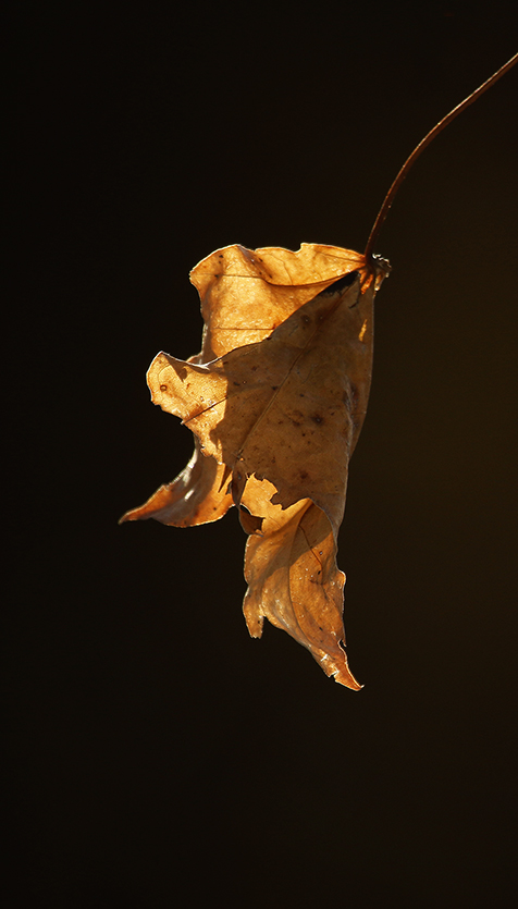 Utiliser le défaut de la caméra pour faire de belle photo
