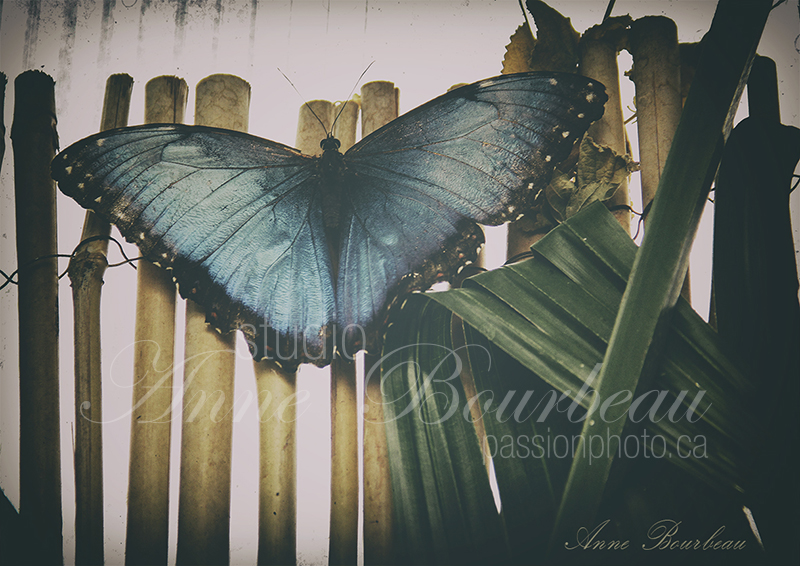 papillon  cours de photo passion photo.ca