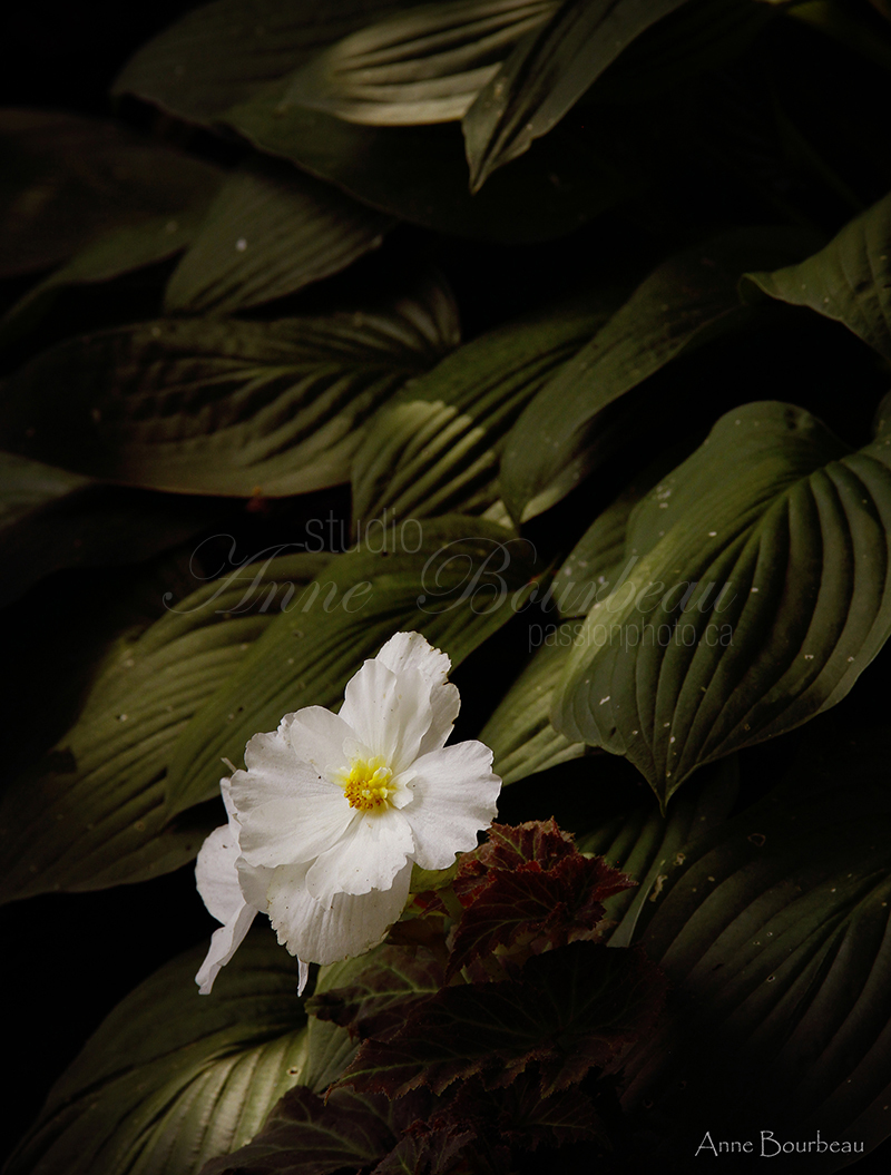 Fleur blanche sur fond de verdure