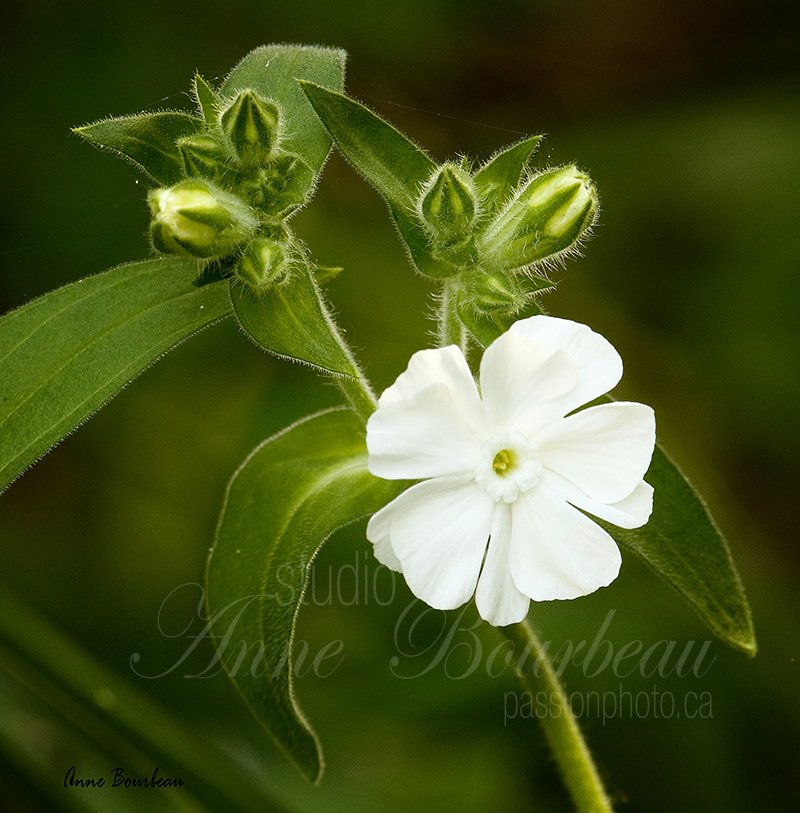 Petite fleur blanche sur fond vert tendre