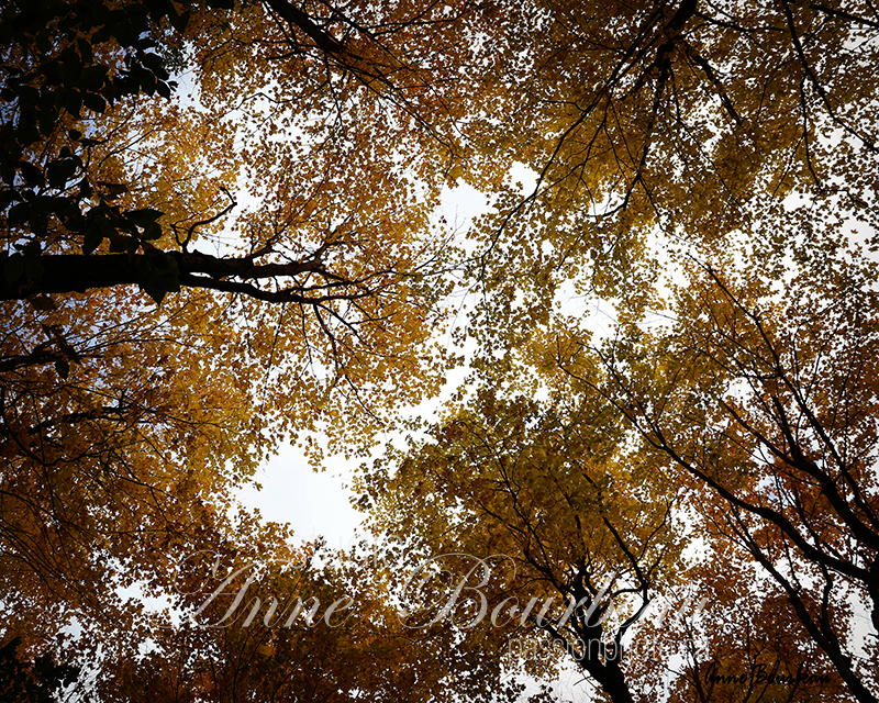 Cîmes des arbres en automne