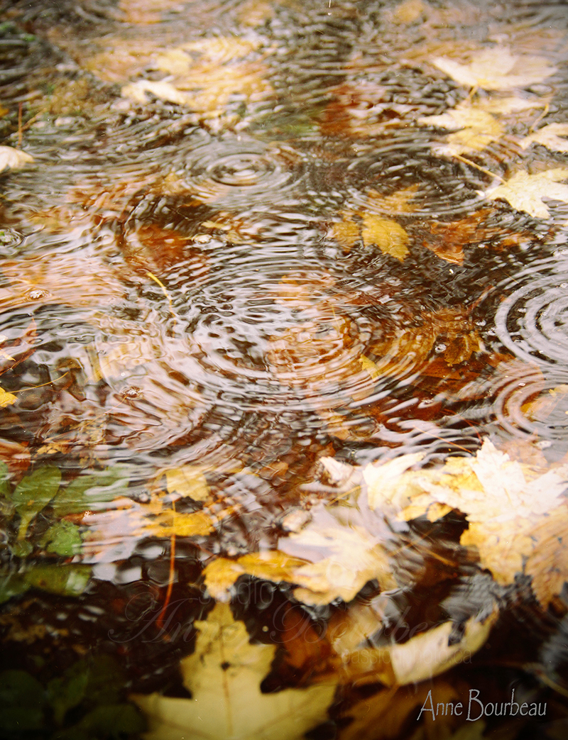 Feuilles d'automne dans l'eau