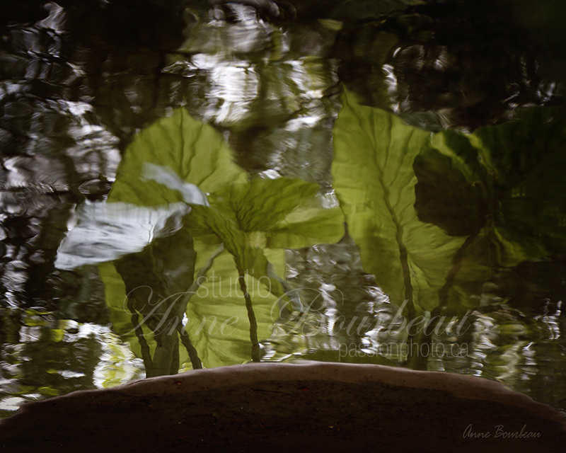Feuillages vert dans reflet d’eau 